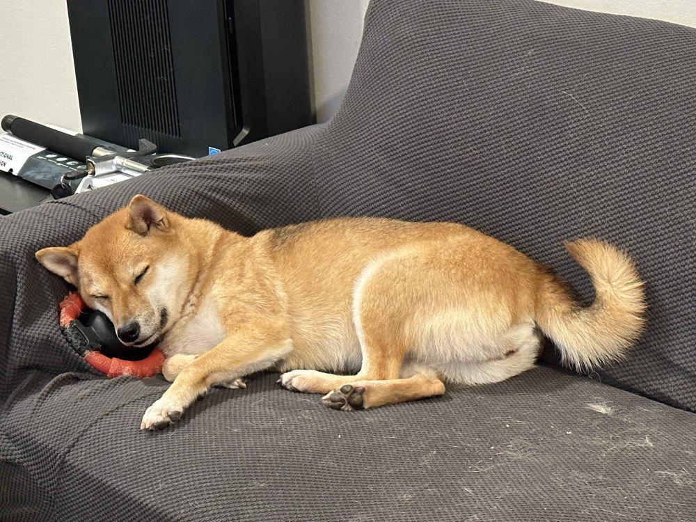 10 Foto Gemas Shiba Inu Bersama Mainannya, Terlihat Bahagia Betul!