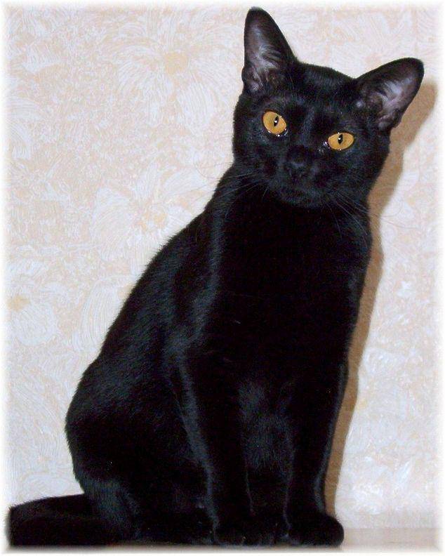 ilustrasi kucing Bombay betina (commons.wikimedia.org/Pititebilette)