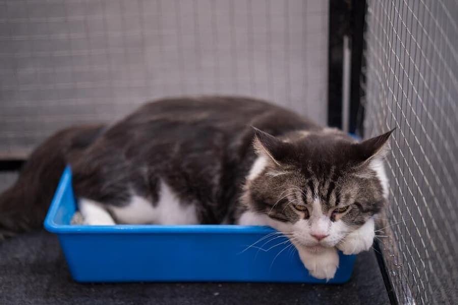 5 Cara Mengobati Kucing Mencret atau Diare Sebelum ke Dokter