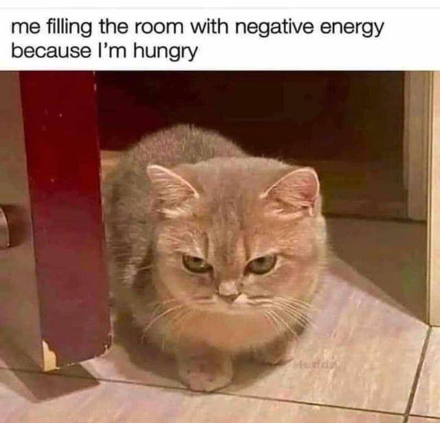 Meme kocak kucing tentang makanan (reddit.com/user/ElizebethWilson)