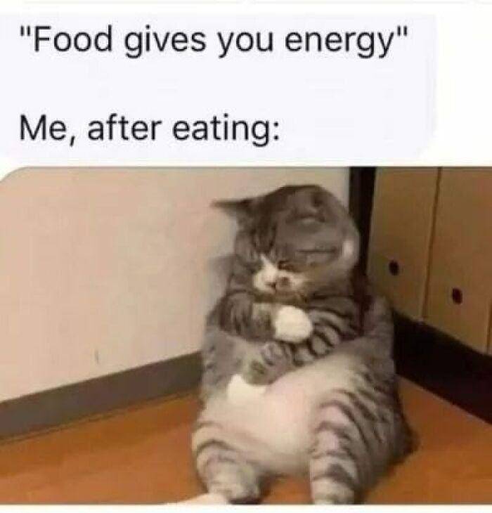 Meme kocak kucing tentang makanan (reddit.com/user/logryar344)