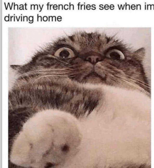 Meme kocak kucing tentang makanan (reddit.com/user/ArtemisDragonhide)