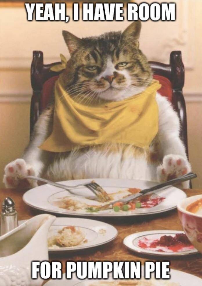 Meme kocak kucing tentang makanan (reddit.com/user/PumpkinSpiceBrew)