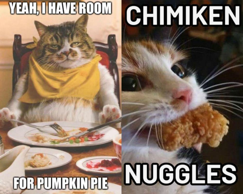 7 Meme Kocak Kucing tentang Makanan yang Mengocok Perut!