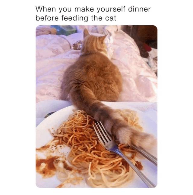 Meme kocak kucing tentang makanan (reddit.com/user/catcurio)