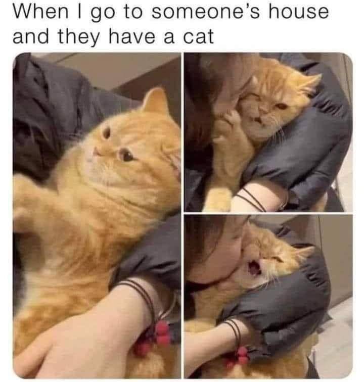 Potret gemas kucing saat sedang bad mood (reddit.com/user/ElizabethWilsson)