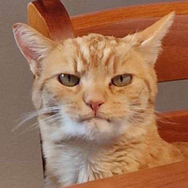 Potret gemas kucing saat sedang bad mood (reddit.com/user/JennyTheUnforgetable)