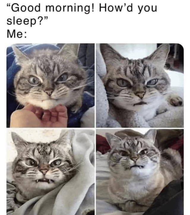 Potret gemas kucing saat sedang bad mood (reddit.com/user/WomenHot69)