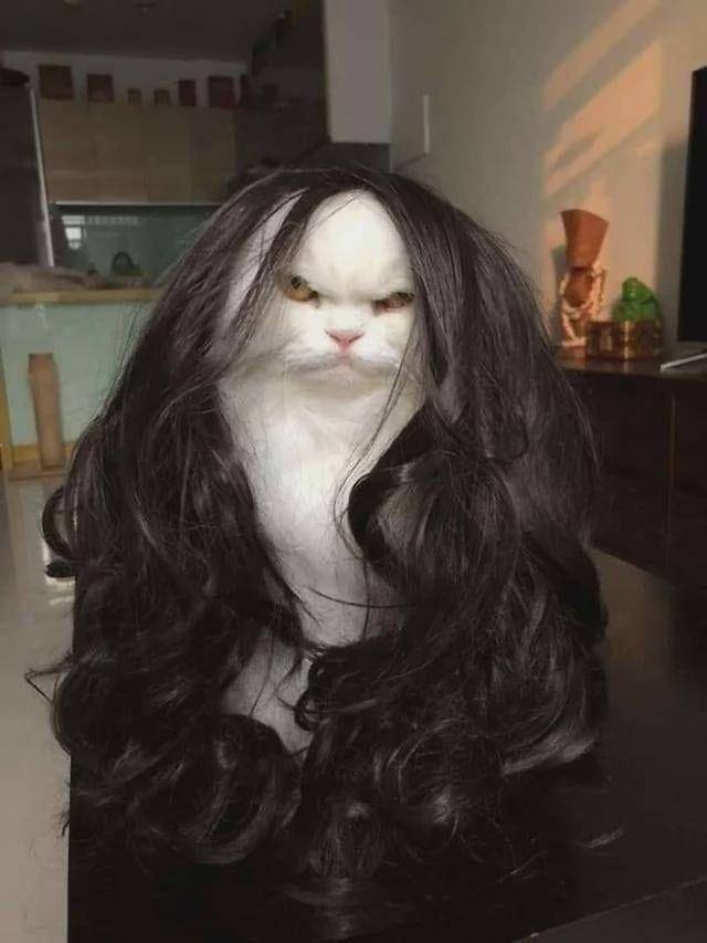 Potret gemas kucing saat sedang bad mood (reddit.com/user/treewoops)