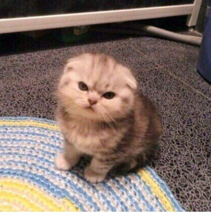 Potret gemas kucing saat sedang bad mood (reddit.com/user/piecewoopy)