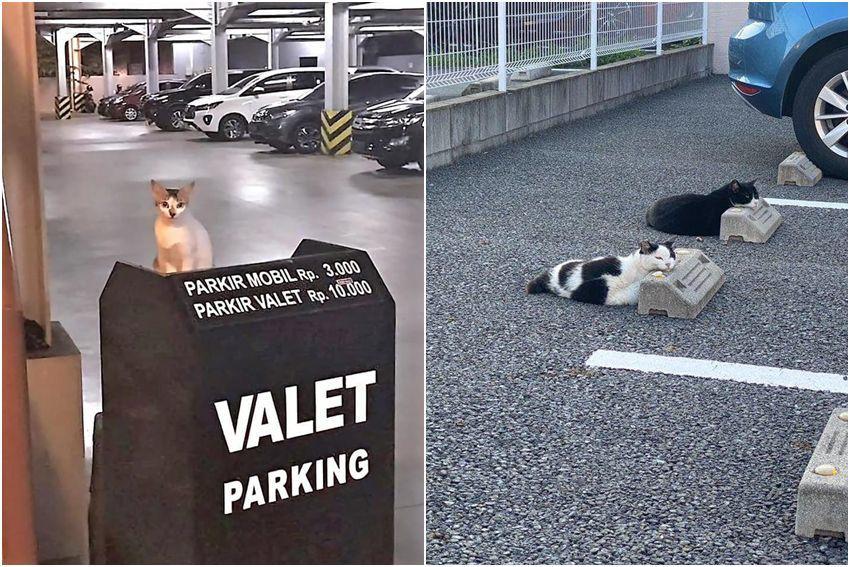 8 Potret Kucing Nongkrong di Parkiran, Malah Tiduran di Mobil Orang