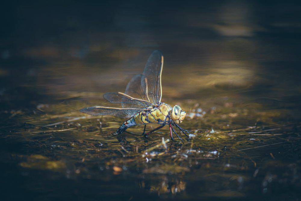 ilustrasi capung (pexels.com/Boys in Bristol Photography)