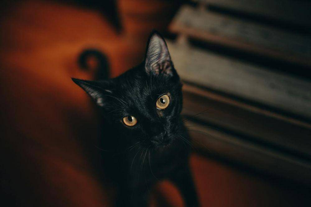 ilustrasi kucing Bombay (pexels.com/Helena Lopes)