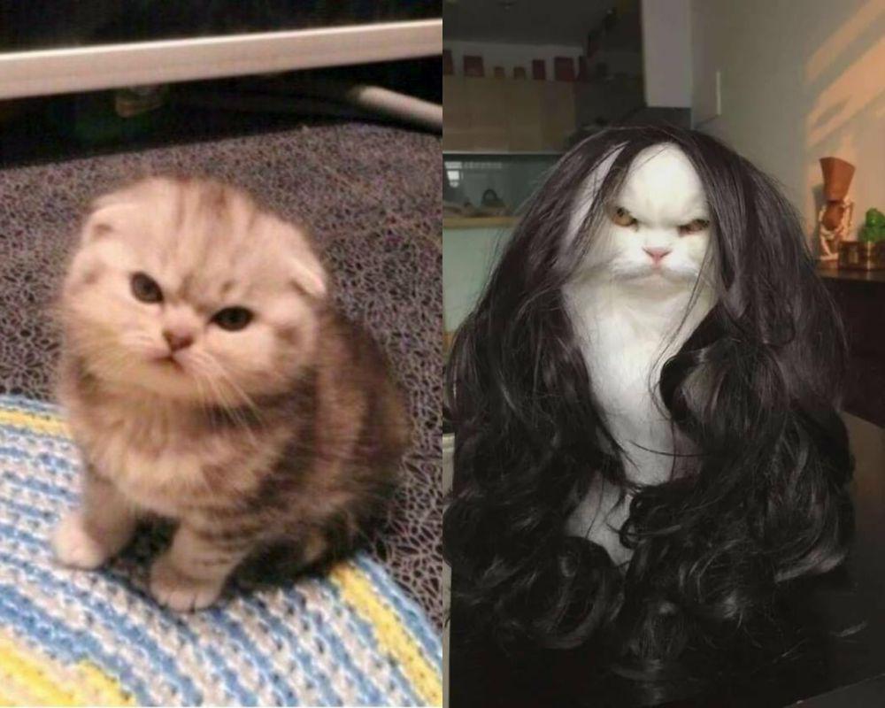 8 Potret Gemas Kucing saat Lagi Bad Mood, Sensi Banget, sih!