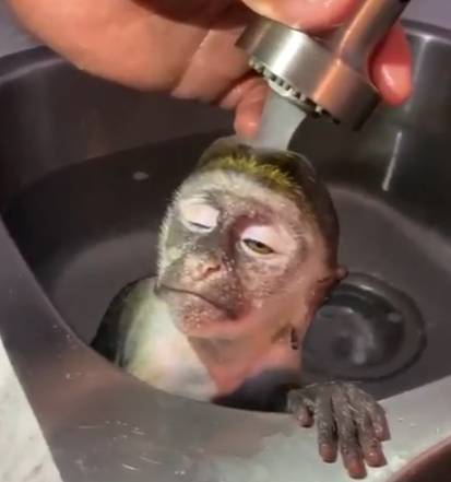 potret primata asyik berendam (reddit.com/HelloMyNameIsMoney)