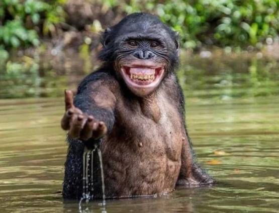 potret primata asyik berendam (reddit.com/farWorse)
