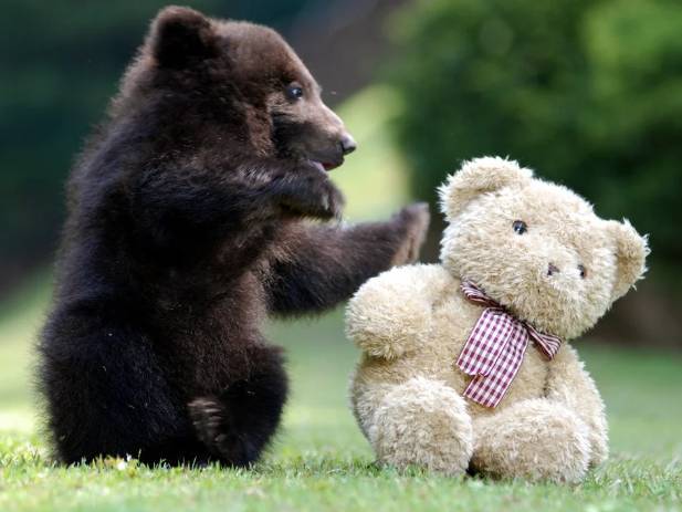 potret gemoy anak beruang saat bermain (reddit.com/EatingTheRoad)