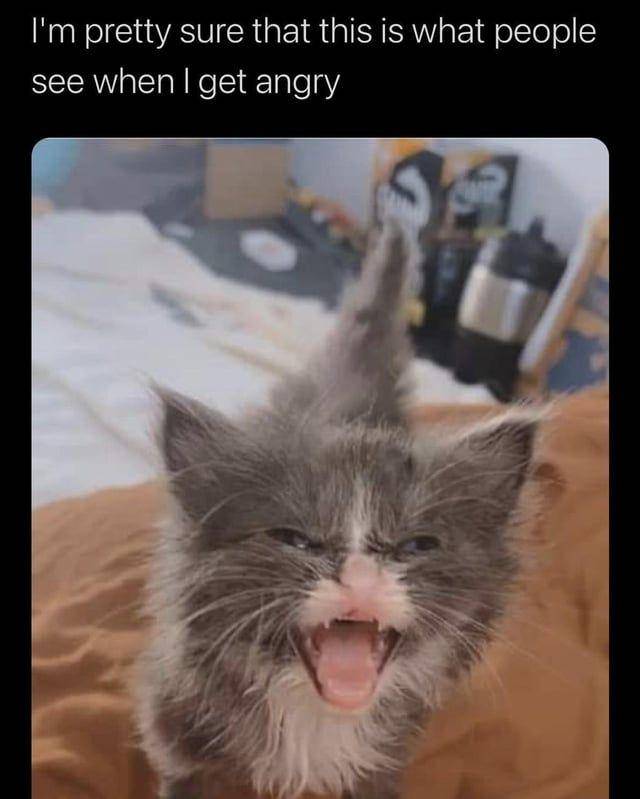 Potret gemas kucing saat sedang bad mood (reddit.com/user/catcurio)