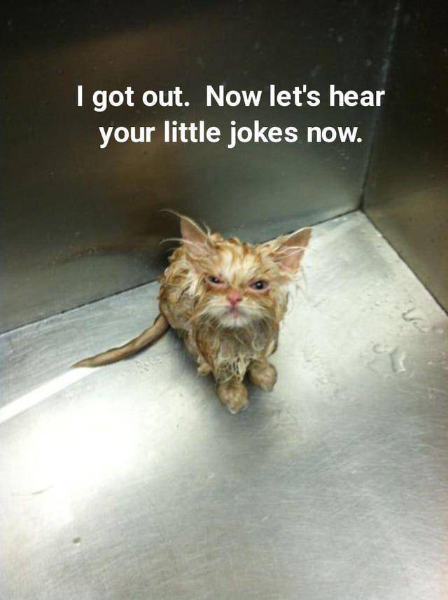 Potret gemas kucing saat sedang bad mood (reddit.com/user/prettylatinastar)