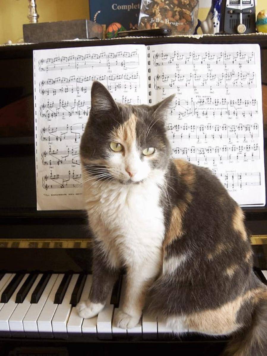 potret kucing belajar piano (reddit.com/jefffaafafffaaaa)