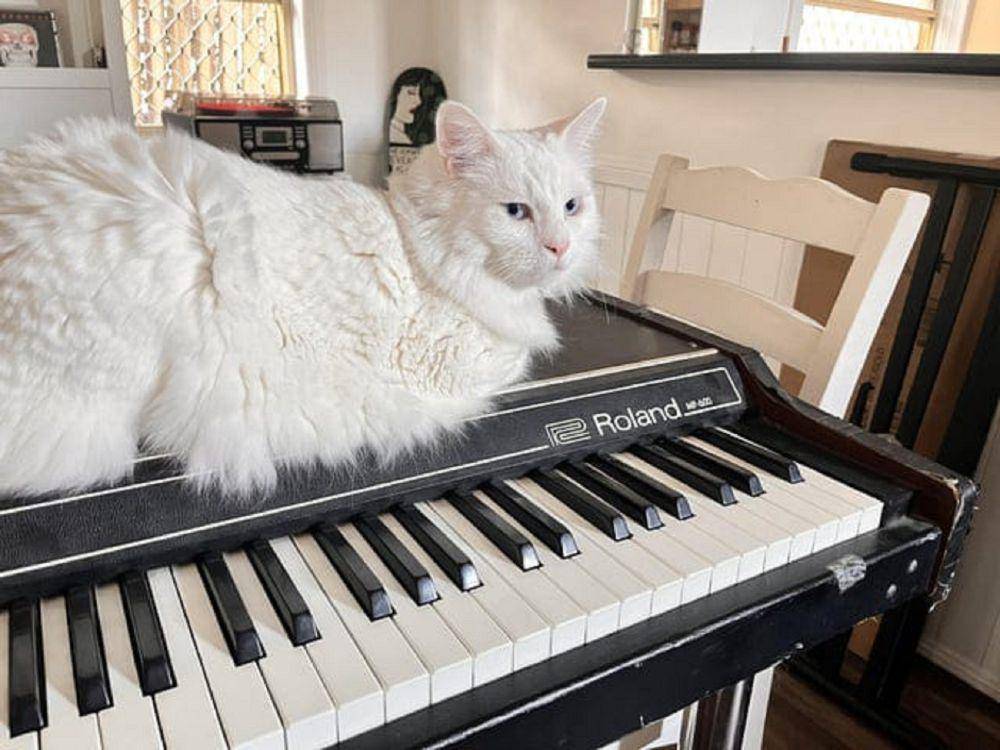 potret kucing belajar piano (reddit.com/Accomplished_Cup_312)