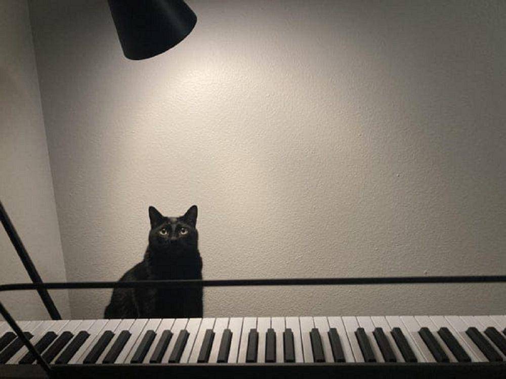 potret kucing belajar piano (reddit.com/mmtildax)