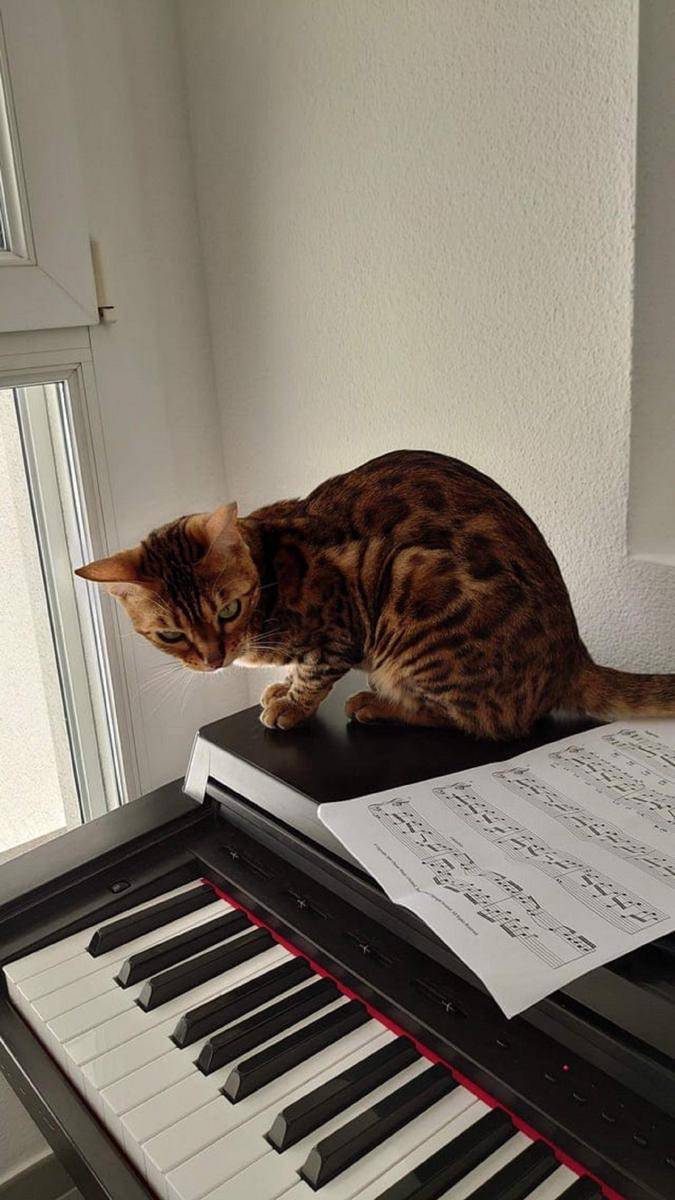 potret kucing belajar piano (reddit.com/pascalbrax)