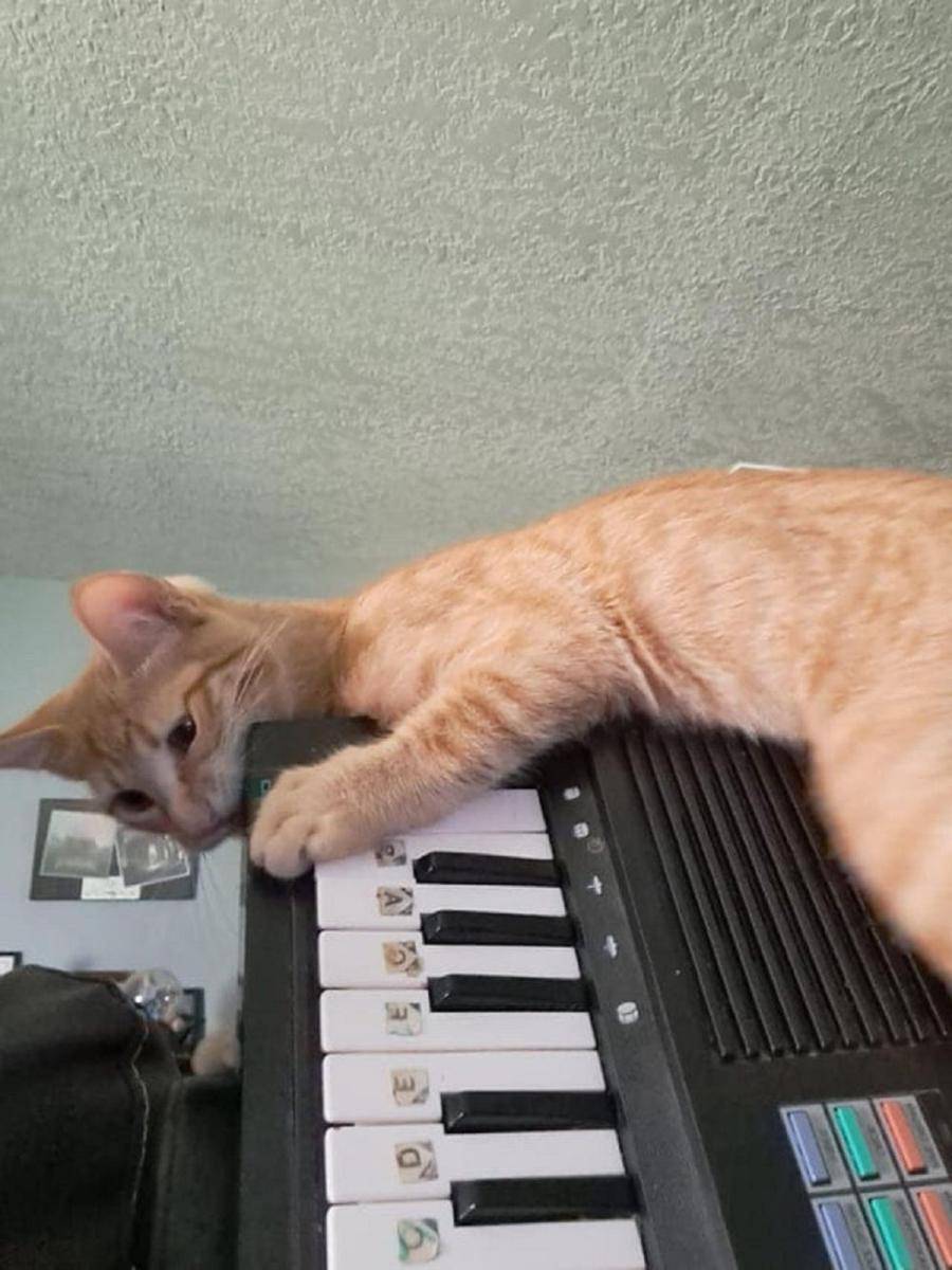 potret kucing belajar piano (reddit.com/staggernaut)