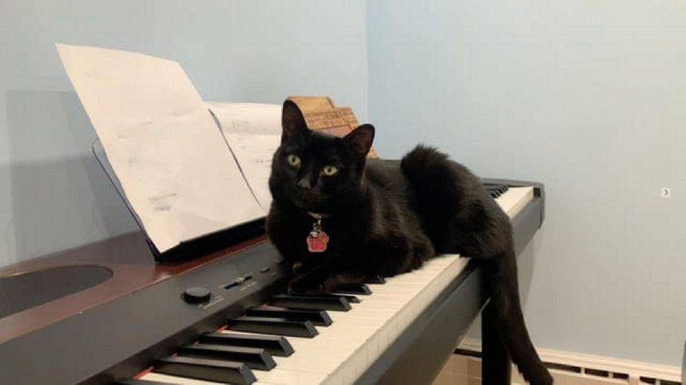 potret kucing belajar piano (reddit.com/Murky-Song9629)