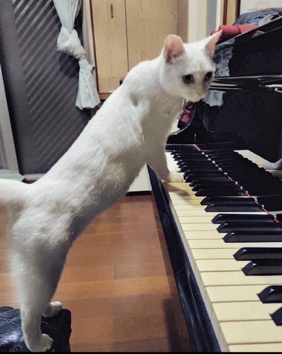 potret kucing belajar piano (reddit.com/Different_Mixture764)