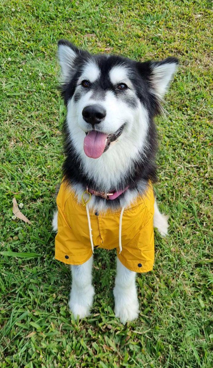 foto gemas kucing dan anjing memakai jas hujan (reddit.com/user/WinnieMomo36)