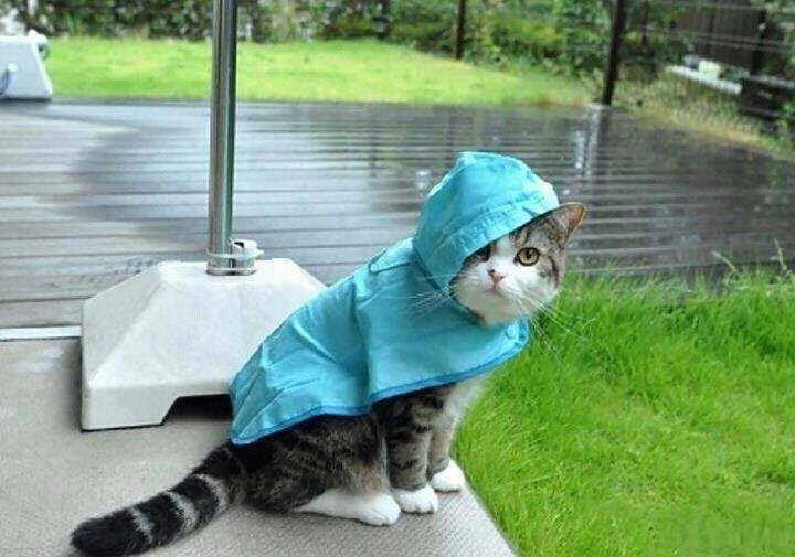 foto gemas kucing dan anjing memakai jas hujan (reddit.com/user/lightinside)