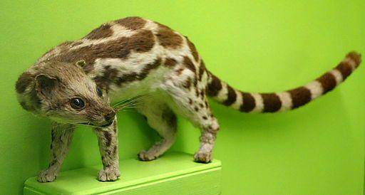 musang congkok (commons.wikimedia.org/ daderot)