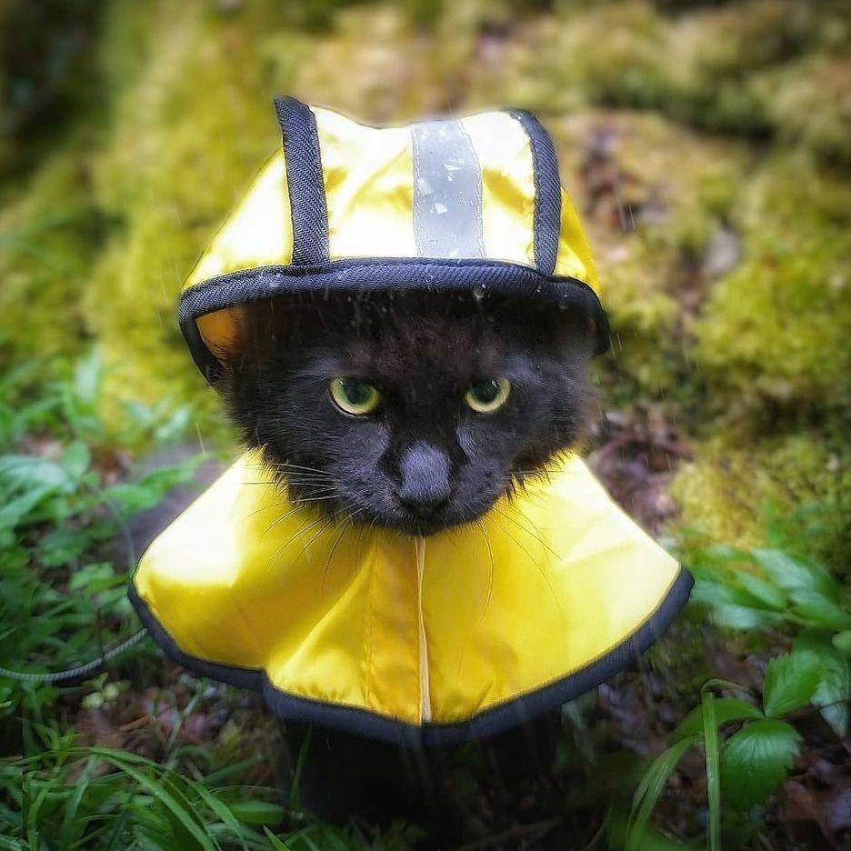 foto gemas kucing dan anjing memakai jas hujan (reddit.com/user/mrsuzukid)