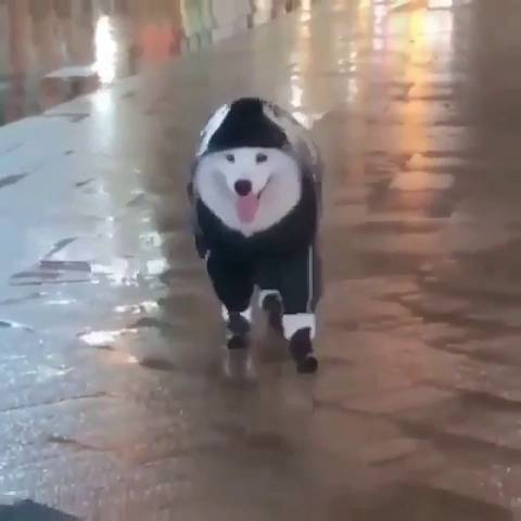 foto gemas kucing dan anjing memakai jas hujan (reddit.com/r/aww)