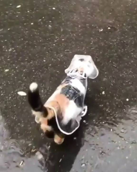 foto gemas kucing dan anjing memakai jas hujan (reddit.com/user/armadillo-rodeo)