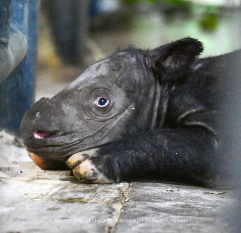Badak Sumatera Kembali Lahir di Taman Nasional Way Kambas!