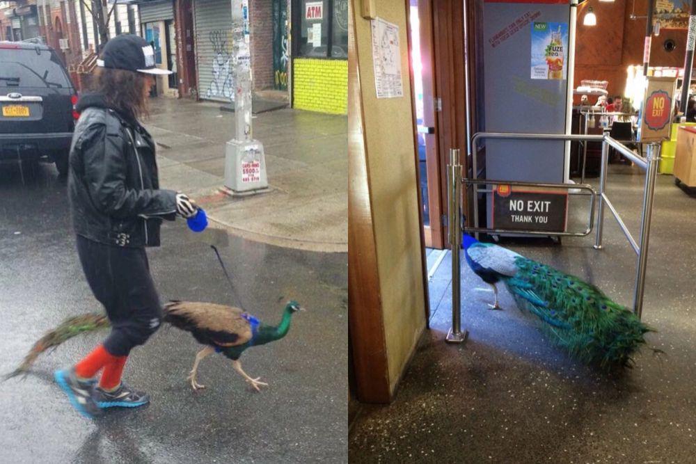 7 Potret Aksi Kocak Burung Merak yang Gak Terduga, Mind-blowing!