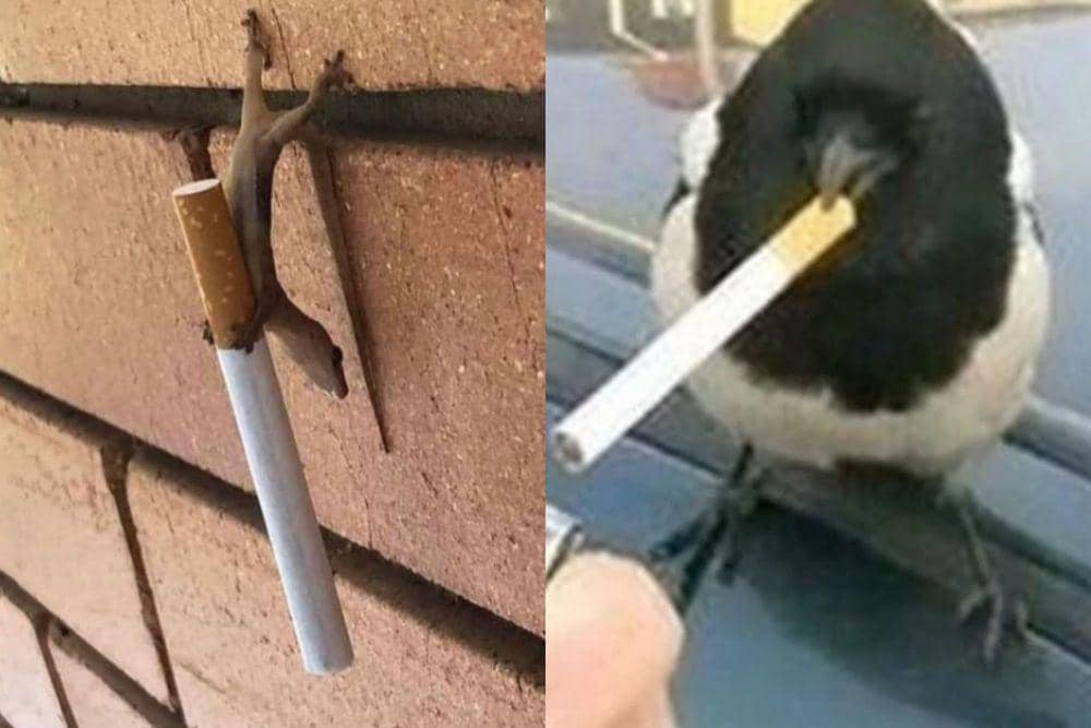 7 Foto Kocak Hewan Mencuri Sebatang Rokok dari Hooman