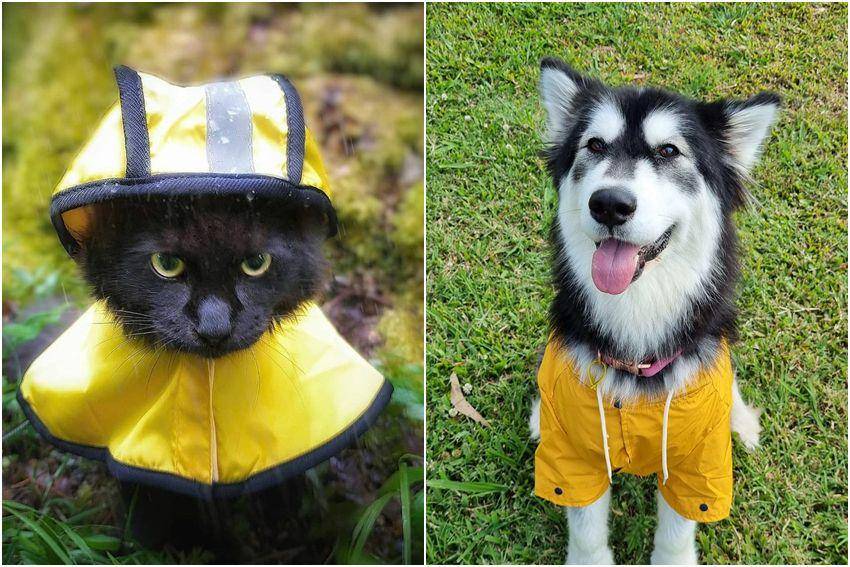 kolase foto gemas kucing dan anjing memakai jas hujan (reddit.com/user/mrsuzukid | reddit.com/user/WinnieMomo36)
