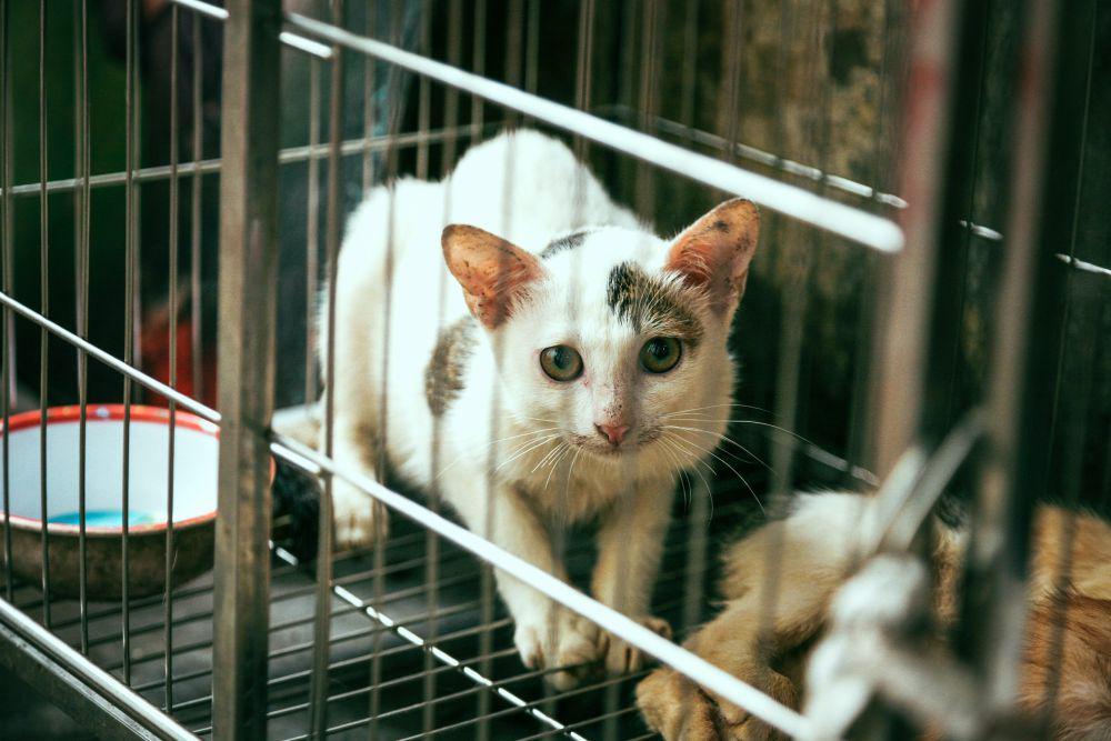 5 Bahaya Mengurung Kucing di Kandang, Rentan Stres dan Sakit!