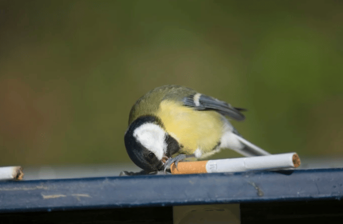 potret hewan mencuri rokok dari hooman (reddit.com/Hilla007)