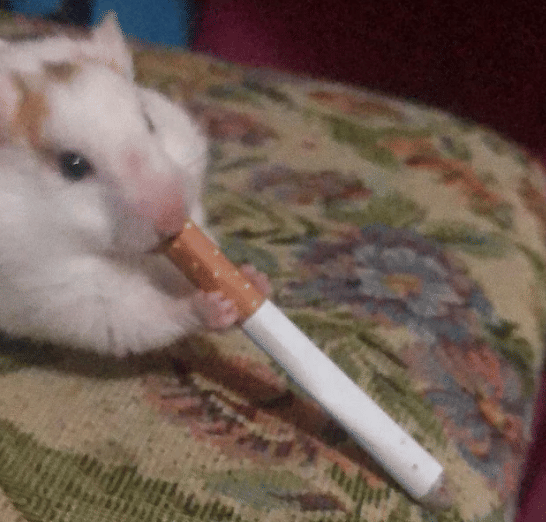 potret hewan mencuri rokok dari hooman (reddit.com/_Tanooshii_)