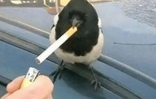 potret hewan mencuri rokok dari hooman (reddit.com/WolfieWiccan)