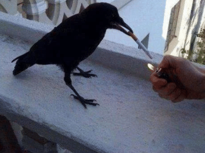 potret hewan mencuri rokok dari hooman (reddit.com/oozeinoz)