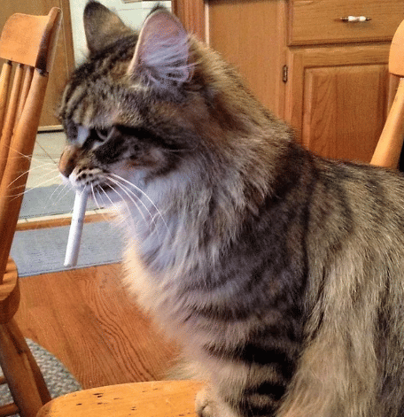 potret hewan mencuri rokok dari hooman (reddit.com/VonSchaffer)