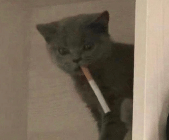 potret hewan mencuri rokok dari hooman (instagram.com/disturbingzone)