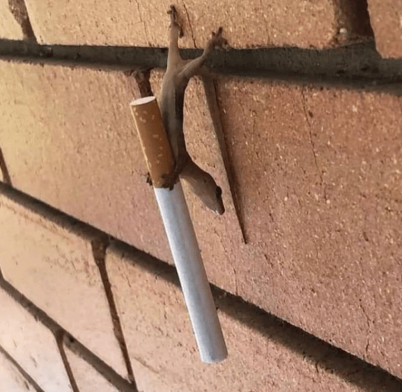 potret hewan mencuri rokok dari hooman (instagram.com/disturbingzone)