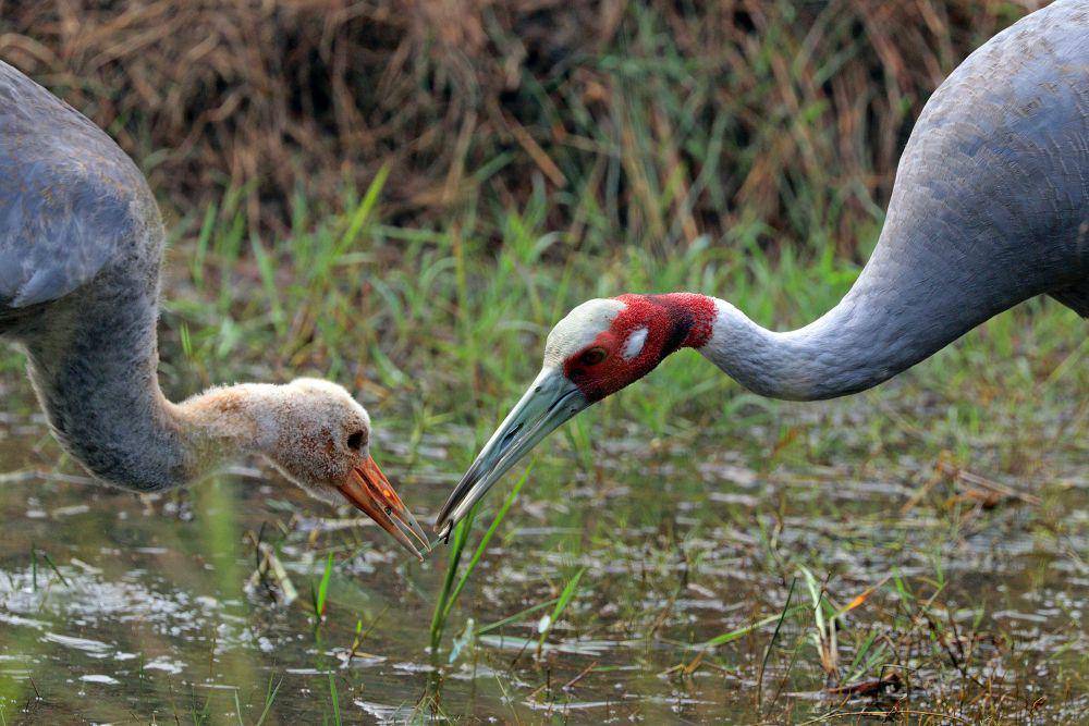 Bangau sarus (commons.m.wikimedia.org/Charles J. Sharp)