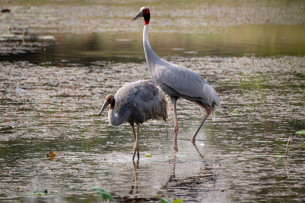 Bangau sarus (commons.m.wikimedia.org/Aditya Pal)